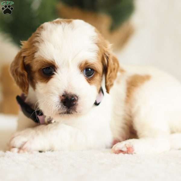 Dottie F1B, Cavapoo Puppy